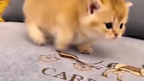 Funniest Videos 2023 😂 Funny Cats 🐱 #cute #cat #short