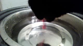 This is how my cat drinks water