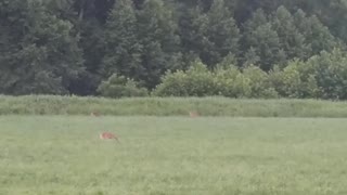 Cutest Deer Family