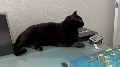 Adopting a Cat from a Shelter Vlog - Cute Precious Piper is Ready to Interview the New Hire #shorts