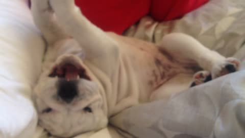 Grumpy Bulldog puppy makes funny noises when woken up