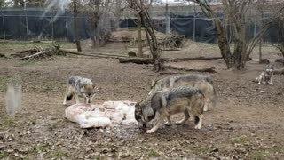Columbus Zoo Wolves Dinnertime