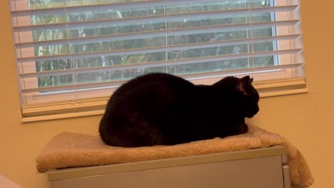 Adopting a Cat from a Shelter Vlog - Cute Precious Piper is a Warm Fuzzy Loaf