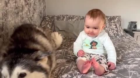 Baby & Husky Wake Up in The Cutest Way!! Baby Asks For Kisses!😭.