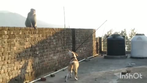 Pitbull dog vs monkey