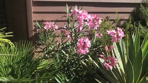 Hardy pink Oleander is great for Oregon