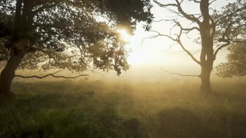 Forest Woods Mystical Morning Fairytale Sunligh1