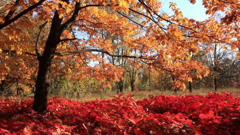 Peaceful Meditation - Relax Stress Relief Music Crisp Fall