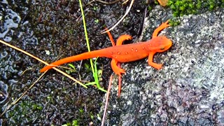 Eastern Newt