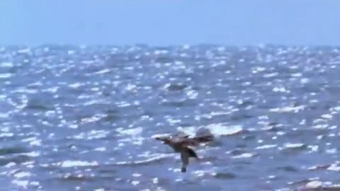 Why Can Shark Hunt Eagle Flying- Wild Life So Amazing