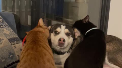 Two Cats Keep Dog Clean