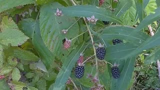 Blackberries