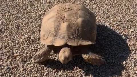 iowntheworldsfastestanimal🐢#funny#viral