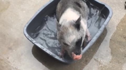 Mini Pig cooling down in a bucket of water