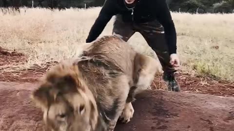 Scaring a lion 🦁 omg 😱😳 by his owner