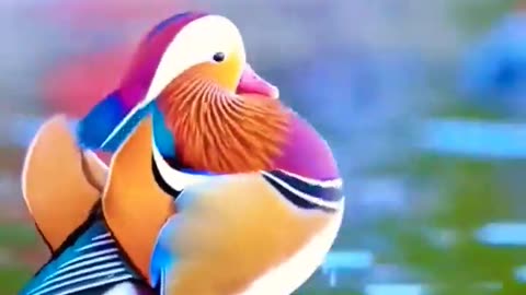 The Mandarin duck amezing view | world's best view #100