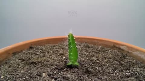 Growing DRAGON FRUIT Time Lapse - Seed To Cactus in 113 Days