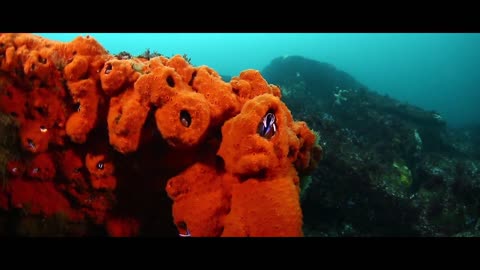Diving Seal Underwater - NutureInYourHand