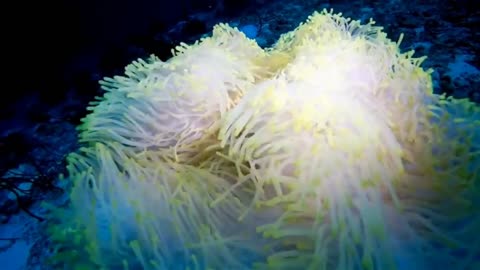 The most beautiful coral reefs and undersea creature on earth