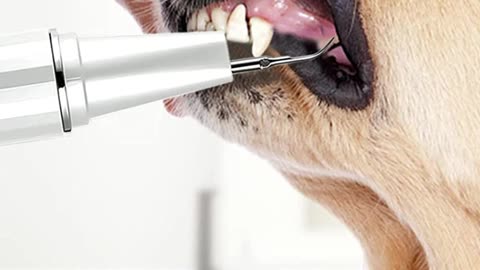 Can You really clean your Pets Ears and Teeths at Home