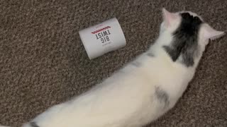 Cat Crawls Into Crochet Paper