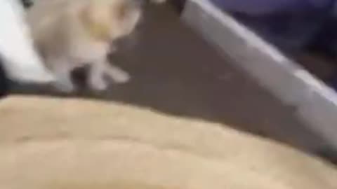 Funny Cats and Dogs