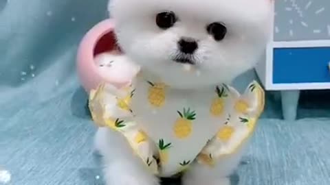 Cute Dog