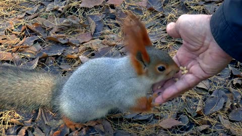 Squirrel nut eating style