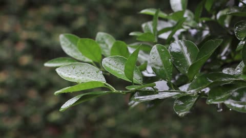 The Magic of Rain in the Heart of the Jungle