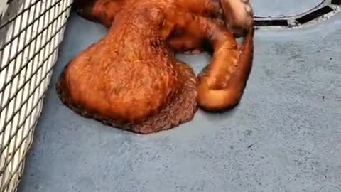 Big Octopus in California