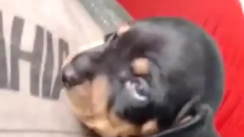 Puppy sucking on finger