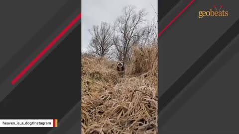 Shelter dog has huge smile after adoption