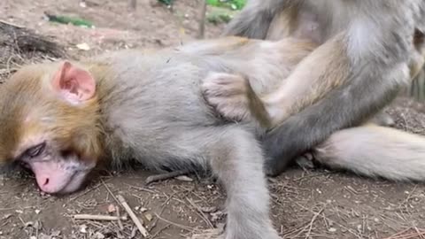 Monkey sleeping