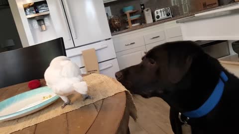 Cockatoo feeds Labrador