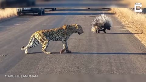 Hungry Leopard Gets Defeated By Prickly Porcupine