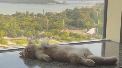 "Napping in Nature's Beauty: My Cat's Serene Slumber on a Perfect Day"