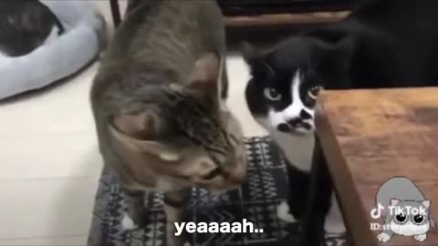 Cats talking cats can speak English better than hooman