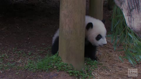 The Giant Panda Cubs' First Day Outside