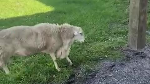 Nervous sheep headbutt wood to relieve stress.