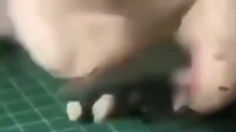 Cute Cat Tries To Do Tricks On A Mini Skateboard😮