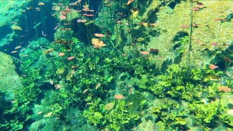 Snorkelling a Cenote in Reviera Maya, Mexico