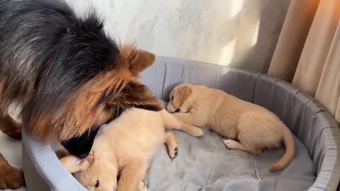 German Shepherd Treats Golden Retriever Puppies Like His Own