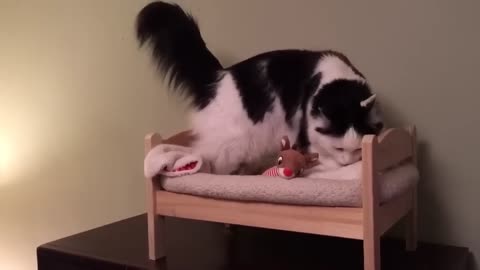 Cat puts its self to sleep in a tiny human bed