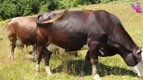 COW VIDEO 🐮🐄 COWS MOOING AND GRAZING IN A FIELD 🐄🐮