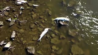 Drone views of European river's massive fish kill