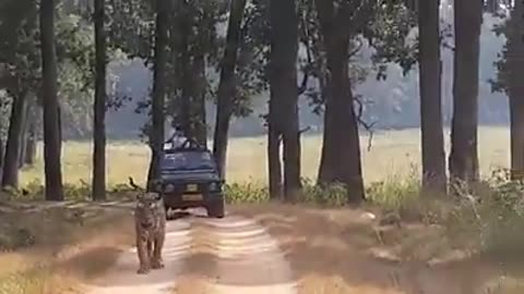 amazing moment, one tiger block a road ,all car move back,big big tiger,sher