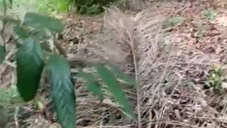 Kayu besi/Ulin hutan Kalimantan
