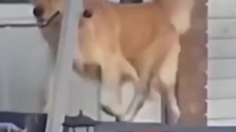 Funny Dog using treadmill for workout must watch 😜😜