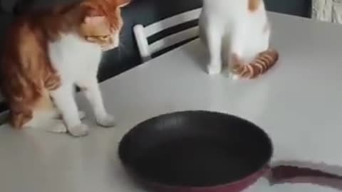 Videos of Cute and Funny Cats to Make You Smile!