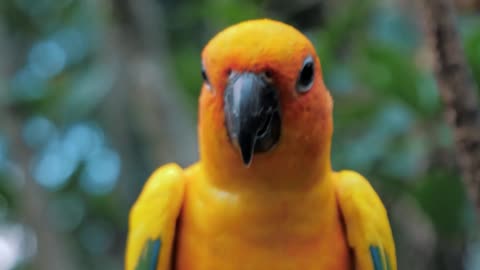portrait of beautiful colorful sun conure aratinga solstitialis parrot bird